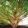 light cinnamon colored bark on Dwarf River Birch Little King giving it winter interest