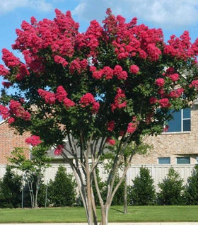 Dynamite Crape Myrtle