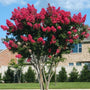 Dynamite Crape Myrtle with fiery red blossoms and dark green foliage