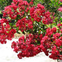 A close up photo of Dynamite Crape Myrtle vivid red flower clusters 