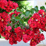 Dynamite Crape Myrtle tree with red blooms and emerald green colored leaves