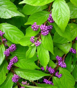 Early Amethyst Beautyberry