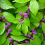 Early Amethyst Beautyberry with bright purple berries on arching stems
