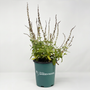 A potted green herb plant with tall flowering spikes, shown in a dark teal nursery pot with the text 'Wildflower Garden Goods' on a white studio background.
