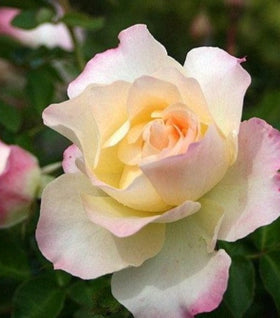 Easter Basket Floribunda Rose Bushes