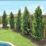 eastern red cedar trees planted as a privacy hedge next to a pool