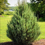Eastern Red Cedar in landscape