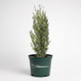 A small conifer tree in a dark green plastic nursery pot with the brand name 'Tweedleweed Garden Goods' printed in white, set against a plain white studio background.