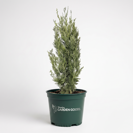 A small conifer tree in a dark green plastic nursery pot with the brand name 'Tweedleweed Garden Goods' printed in white, set against a plain white studio background.