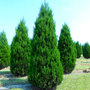 a cluster of eastern red cedar trees with bright green foliage