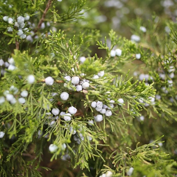 Eastern Red Cedar Trees for Sale | Garden Goods Direct