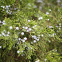 close up on the berries of the eastern red cedar tree