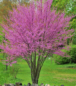 Eastern Redbud Tree
