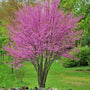 eastern redbud tree blooming in early spring