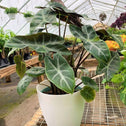 Alocasia Morocco or Elephant Ear tropical house plant with dark green veiny leaves in white pot