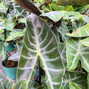 close view Ebony Alocasia