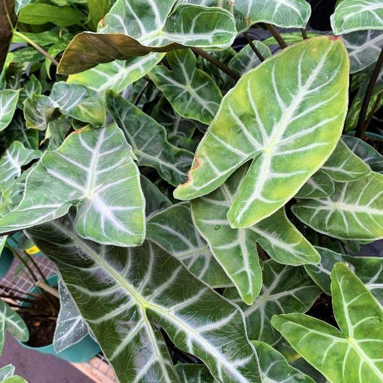 Alocasia Morocco or Elephant Ear house plant with dark green heart shaped leaves and light green veins