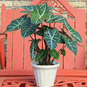 Alocasia Ebony has shield shaped, glossy leaves