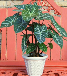 Ebony Alocasia