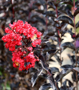 Ebony Flame Crape Myrtle