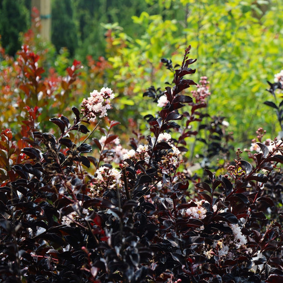 ebony glow dark foliage pale pink blooms