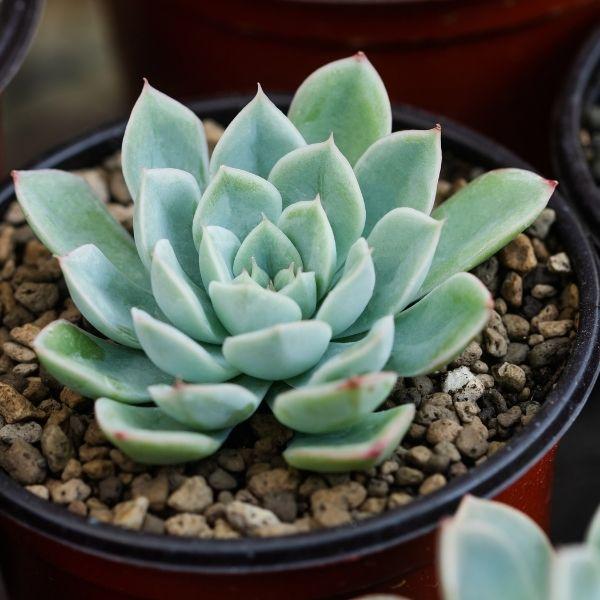 blue echeveria succulent Echeveria Blue Atoll Plants for Sale | Succulents