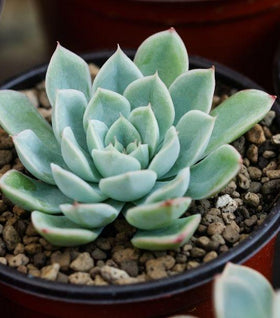 Echeveria 'Blue Atoll' Succulent