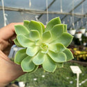 young green houseplant on blue atoll echeveria