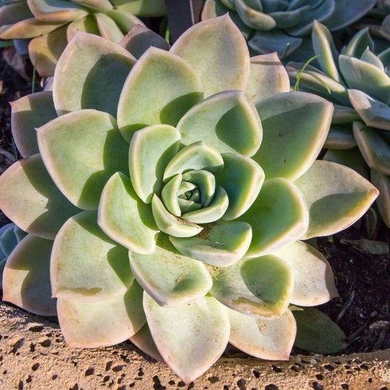 purple and green echeveria blue atoll succulent
