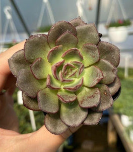 Echeveria 'Moranii' Succulent