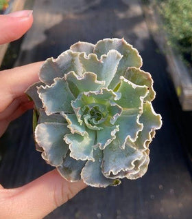 Echeveria 'Rosea' Succulent