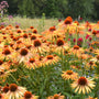 echinacea big kahuna summer perennials