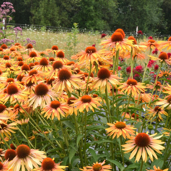 echinacea big kahuna summer perennials