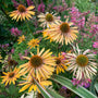 echinacea big kahuna coneflowers