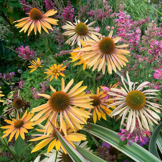 echinacea big kahuna coneflowers