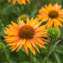golden orange double blooming coneflower