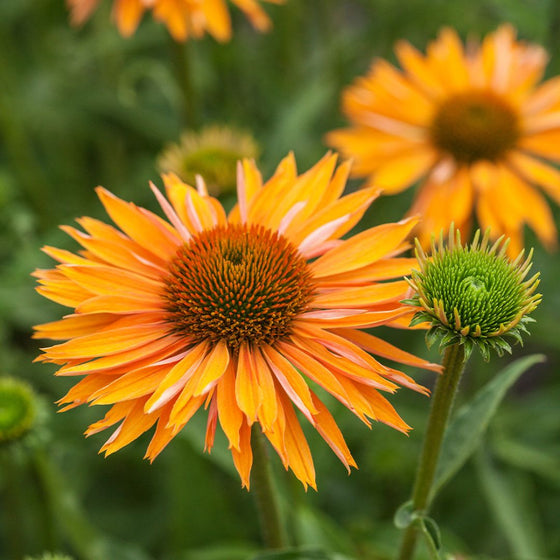 golden orange double blooming coneflower