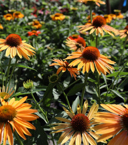 Big Kahuna Coneflower