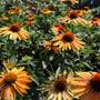 big kahuna echinacea large summer blooms