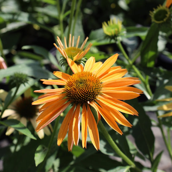 close up view of big kahuna echinacea