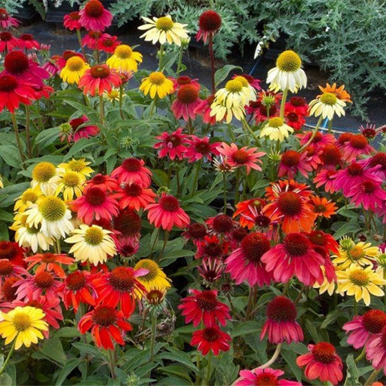 Echinacea Magnus purple coneflower with rose-pink petals and orange cone
