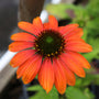 orange to red blooms on summer blooming echinacea