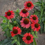 scarlet colored coneflower echinacea frankly scarlet