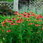 Color Coded® 'Frankly Scarlet' Coneflower