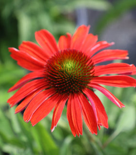 Echinacea Color Coded® 'Frankly Scarlet'