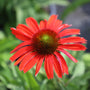 echinacea frankly scarlet orange red blooms
