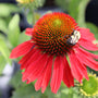 bright red echinacea with bee