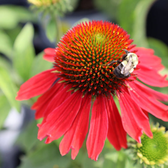 bright red echinacea with bee