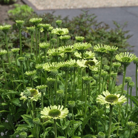 Green Jewel Echinacea in the garden