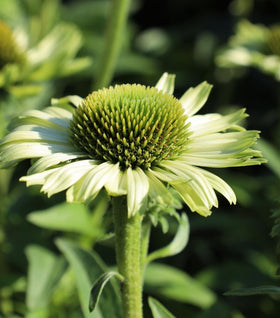 Echinacea Green Jewel